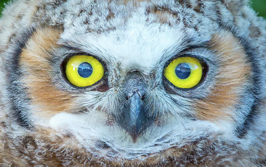 Marble Eyes Photograph by Kevin Dietrich