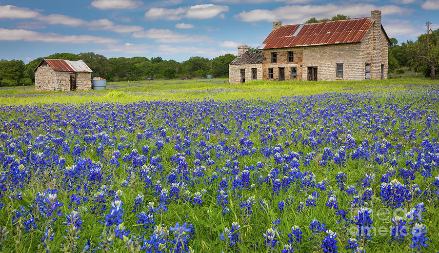 Marble Falls Bluebonnets Photograph by Inge Johnsson