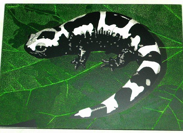 Wildlife Mixed Media - Marble Salamander by Chris Hedges