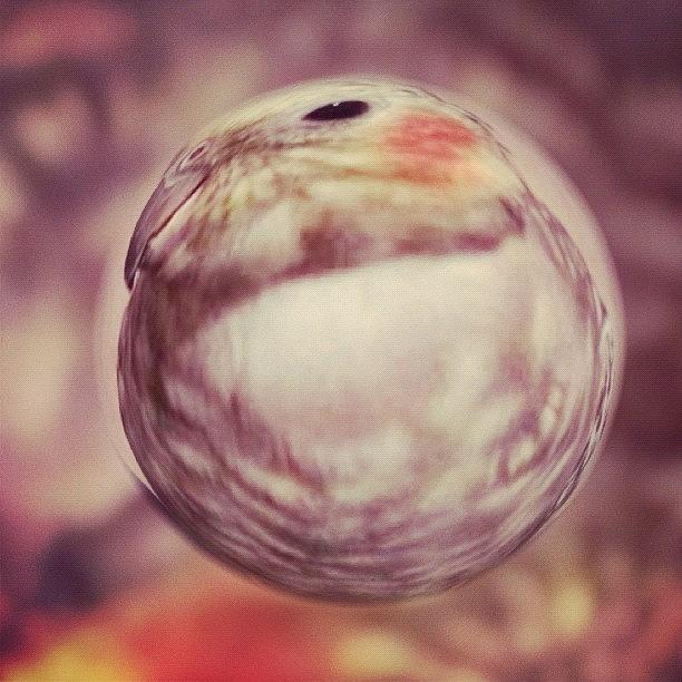 Feather Photograph - Lovely Little Lilly Tiel Marble by Anna Porter