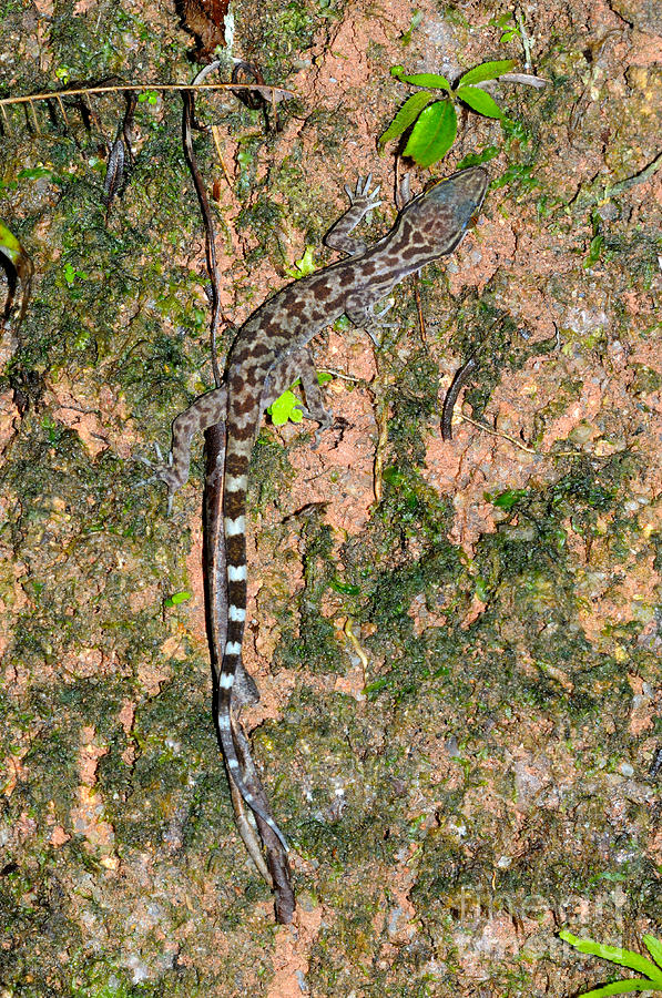 Marbled Bent-toed Gecko Photograph by Fletcher & Baylis