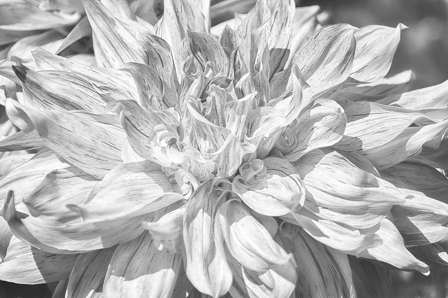 Marbled Dahlia, No. 1 bw Photograph by Belinda Greb