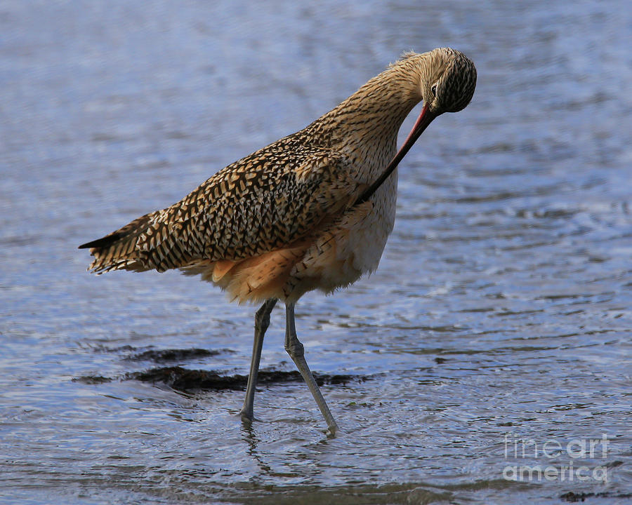 Marbled Godwit-2 Photograph By Robert Chaponot | Fine Art America