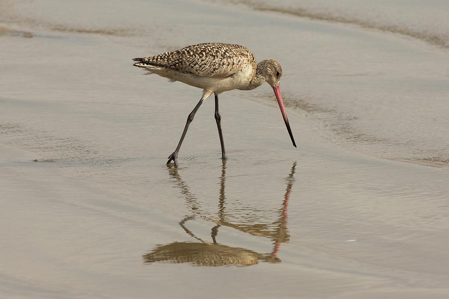 Marbled Godwit and Reflection 1 Photograph by John Daly