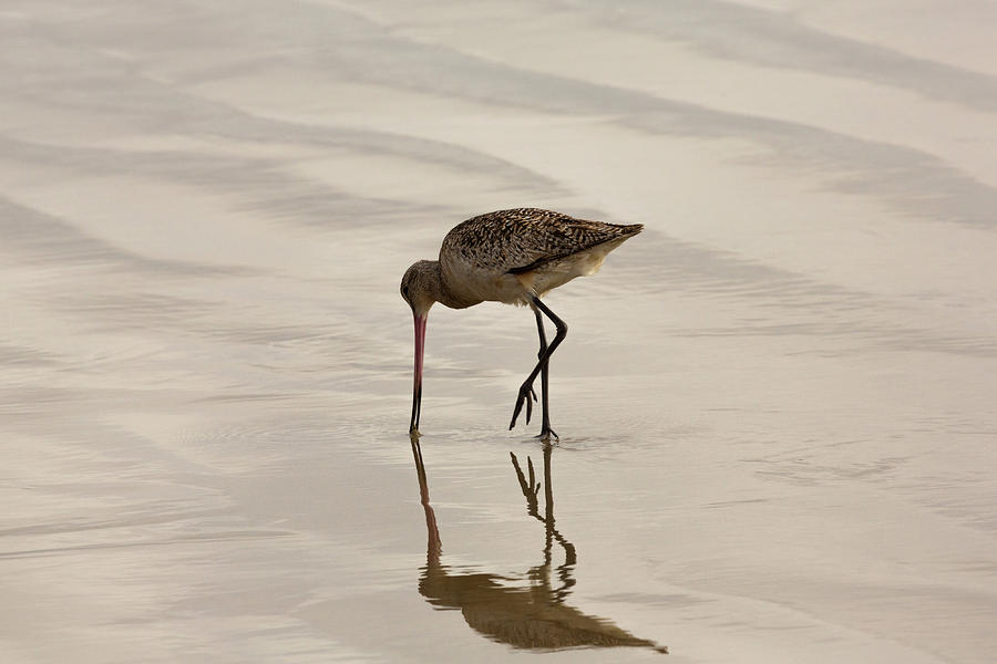 Marbled Godwit and Reflection 2 Photograph by John Daly
