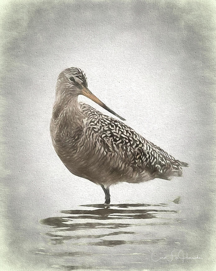 Marbled Godwit by Carol Fox Henrichs Marbled Godwit by Carol Fox Henrichs