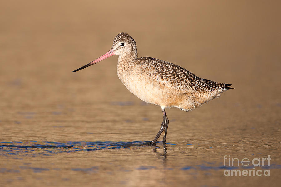 Marbled Godwit I Photograph by Clarence Holmes