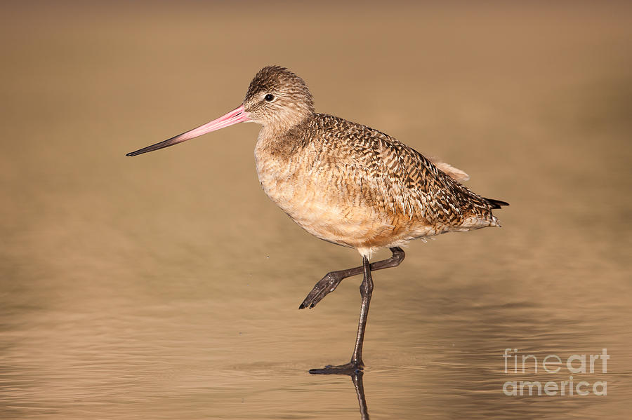 Marbled Godwit II Photograph by Clarence Holmes