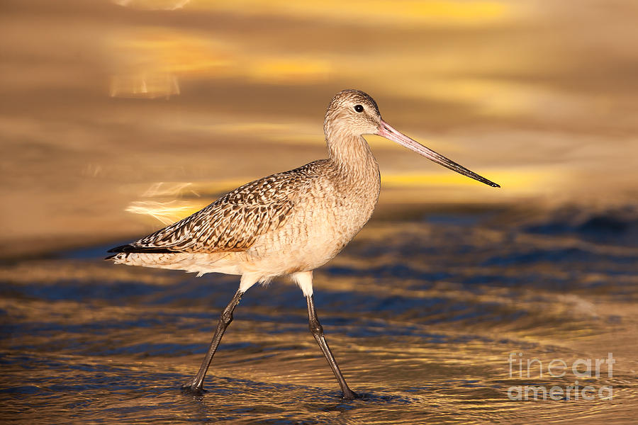 Marbled Godwit III Photograph by Clarence Holmes
