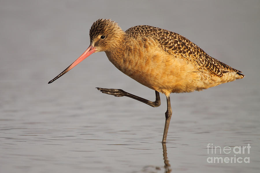 Marbled Godwit In A Balanced Pose Photograph by Max Allen