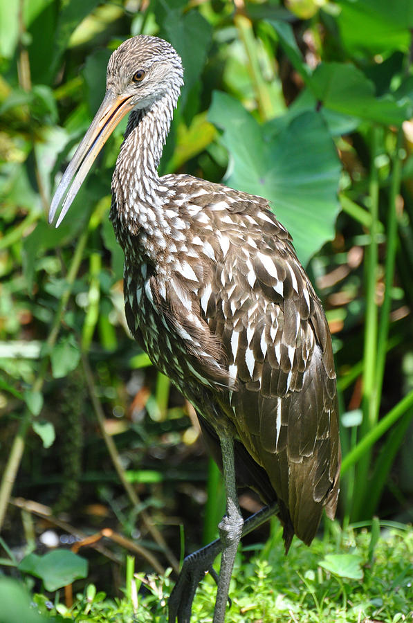 Marbled Godwit Portrait Photograph by Rose Hill - Fine Art America