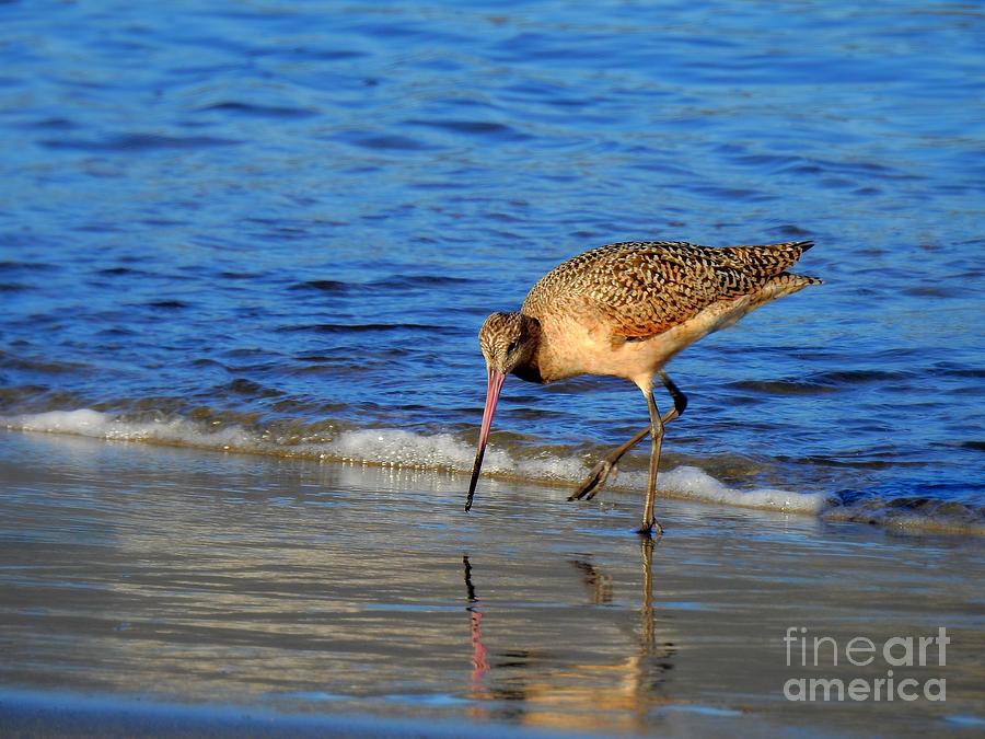 Marbled Godwit Photograph by Scott Cameron