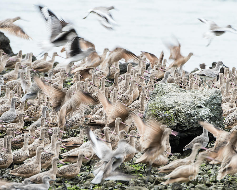 Marbled Godwit Photograph by Steven Natanson