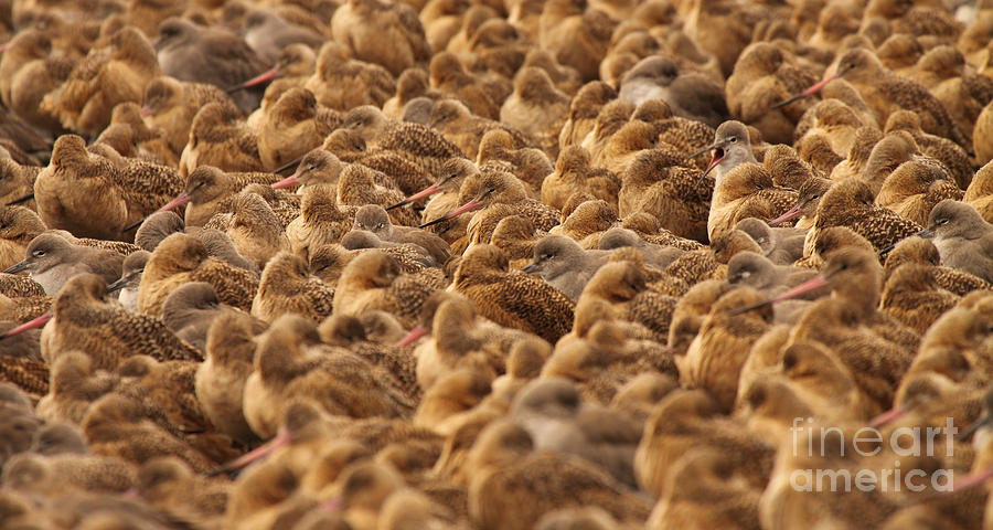 Marbled Godwit Trying To Stick Out From The Flock Photograph by Max Allen