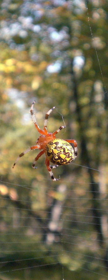 Marbled Orb Weaver Photograph by Joshua Bales
