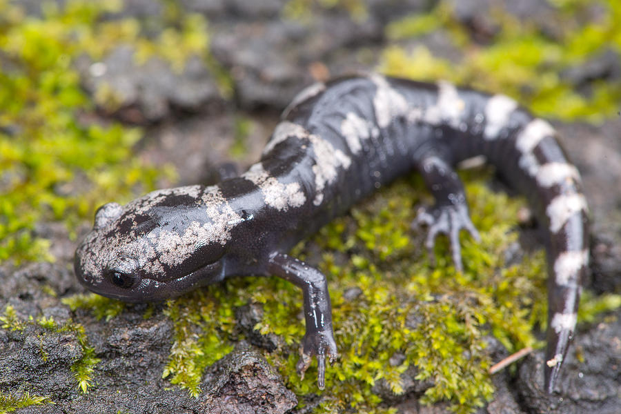 Marbled Salamander Photograph by Derek Thornton