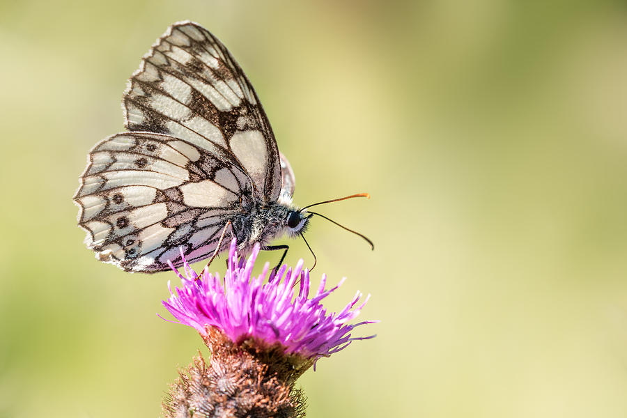 Butterfly Photograph - Marbled White Butterfly by Ian Hufton