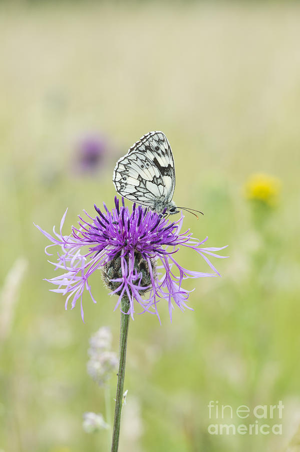 Marbled White butterfly Photograph by Tim Gainey