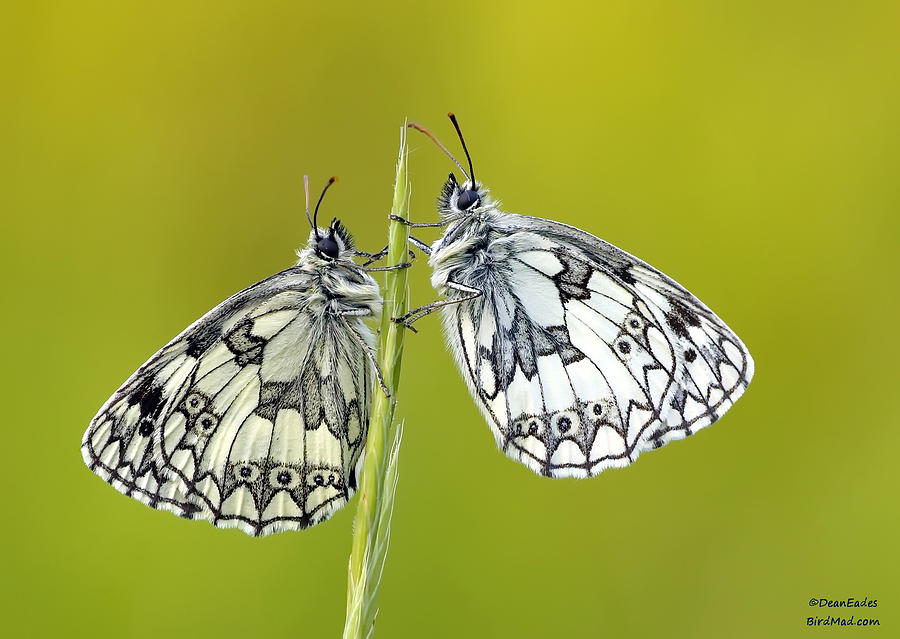 Butterfly Photograph - Marbled white  by Dean Eades