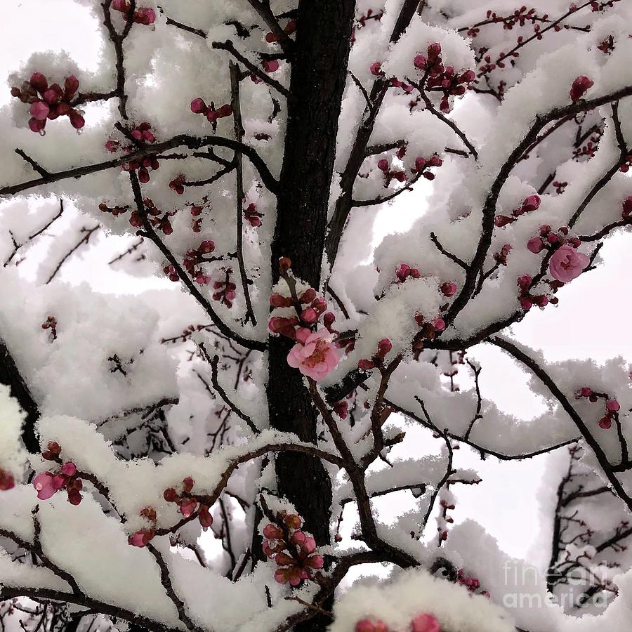 March Blossoms In Snow Photograph