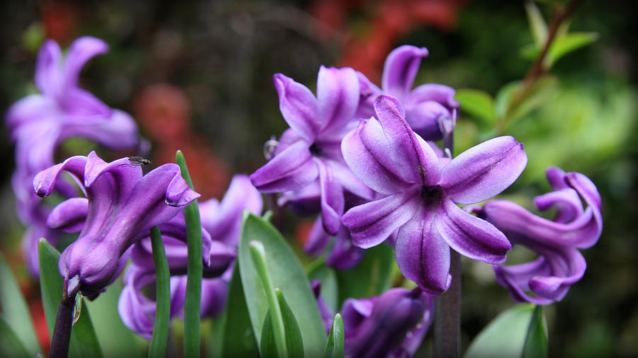 March Hyacinths Photograph by KATIE Vigil