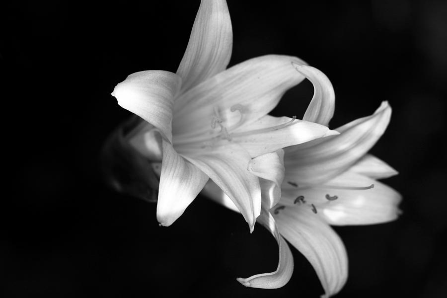 March lilies Photograph by Vanessa Thomas