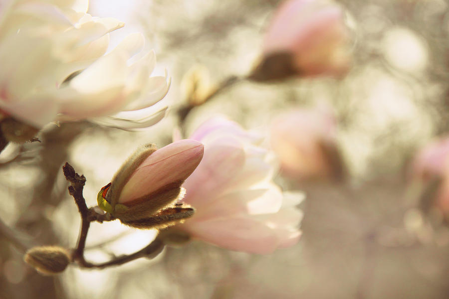 March Magnolia Photograph by Jessica Jenney