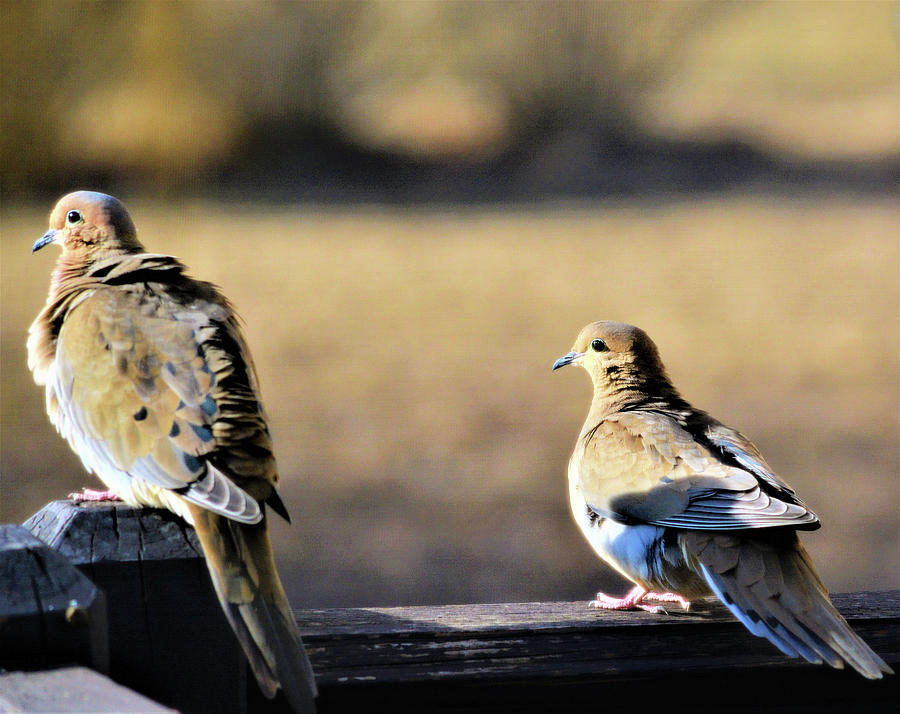 March Mourning Doves Photograph