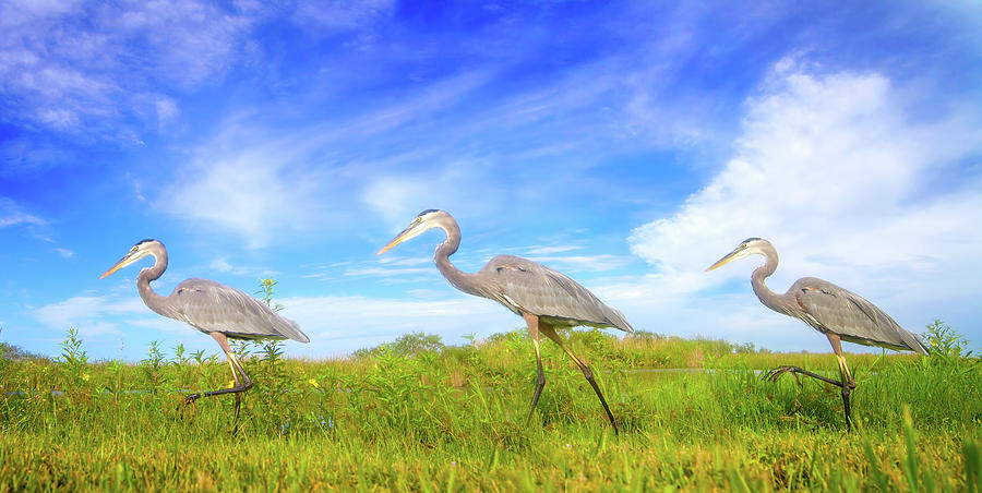 March of the Great Blue Herons Photograph by Mark Andrew Thomas