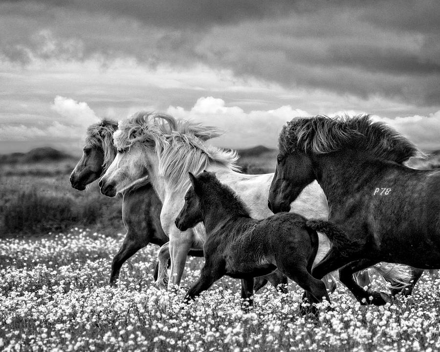 March of the Mares Photograph by Joan Davis