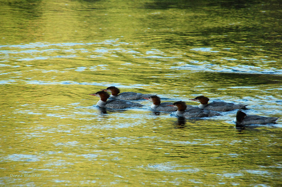 March Of The Mergansers Photograph by Donna Blackhall