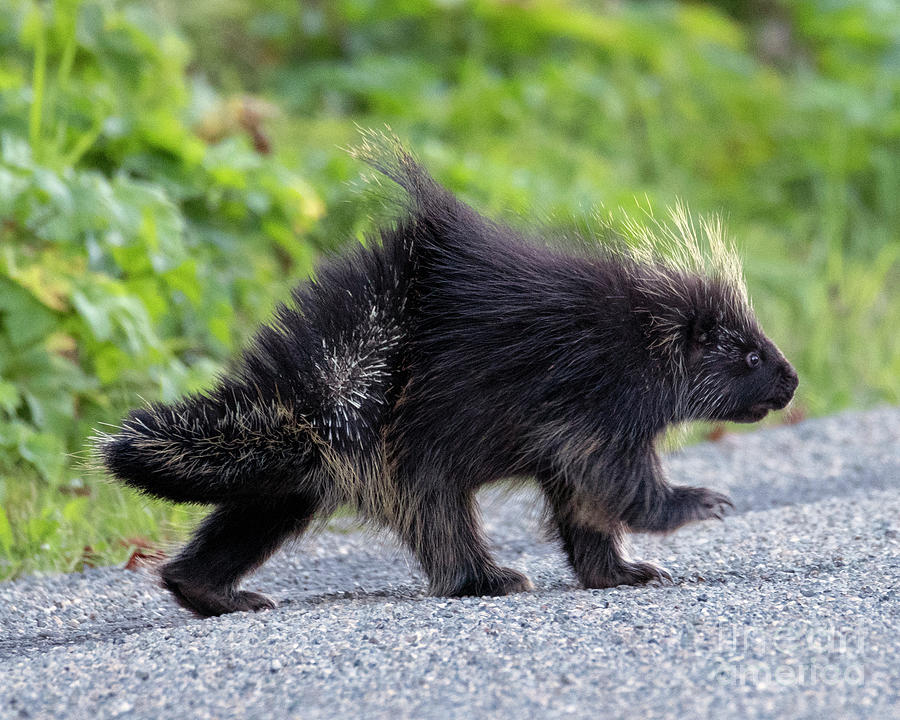 March of the Porcupine Photograph by Michael Dawson