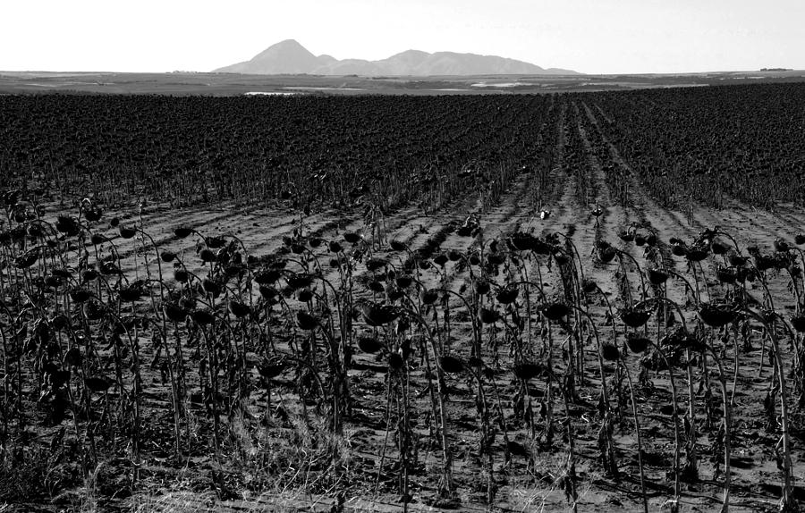 March of the sunflowers Photograph by David Lee Thompson