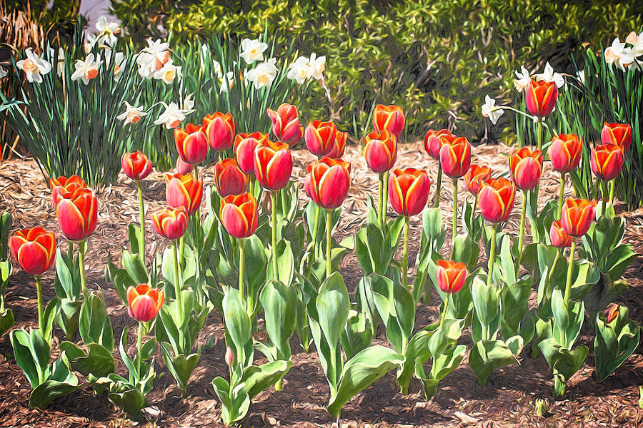 March of the Tulips Digital Art by John Haldane