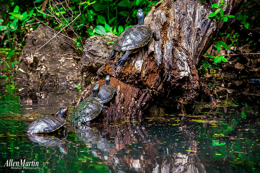 Amphibians Photograph - March of the Turtles by Allen Martin