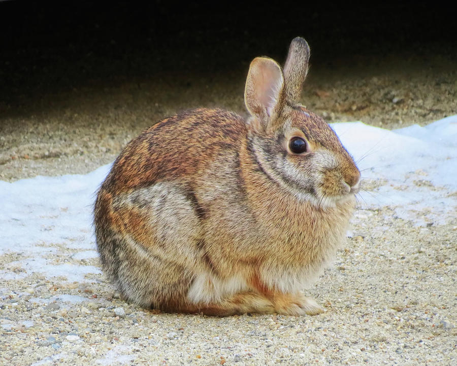 March Rabbit Photograph by MTBobbins Photography