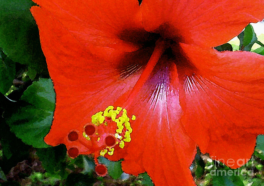 March Red Hibiscus Photograph by James Temple