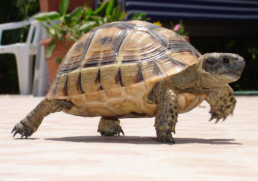 Marching Baby Tortoise Photograph by Taiche Acrylic Art - Fine Art America