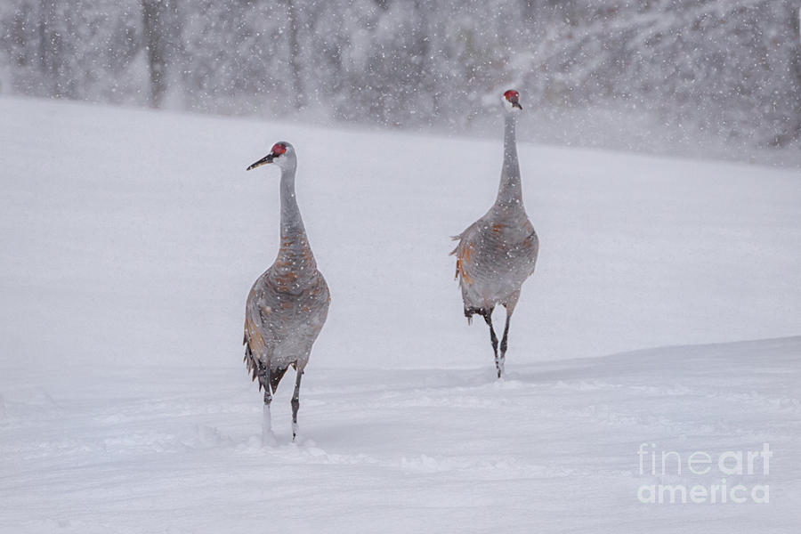 Marching Through the Snow Photograph by Susan Grube - Fine Art America