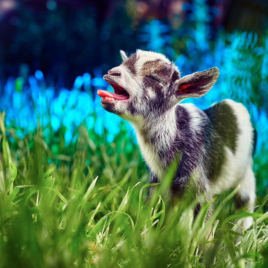 Baby Goat Kid Singing Photograph by TC Morgan