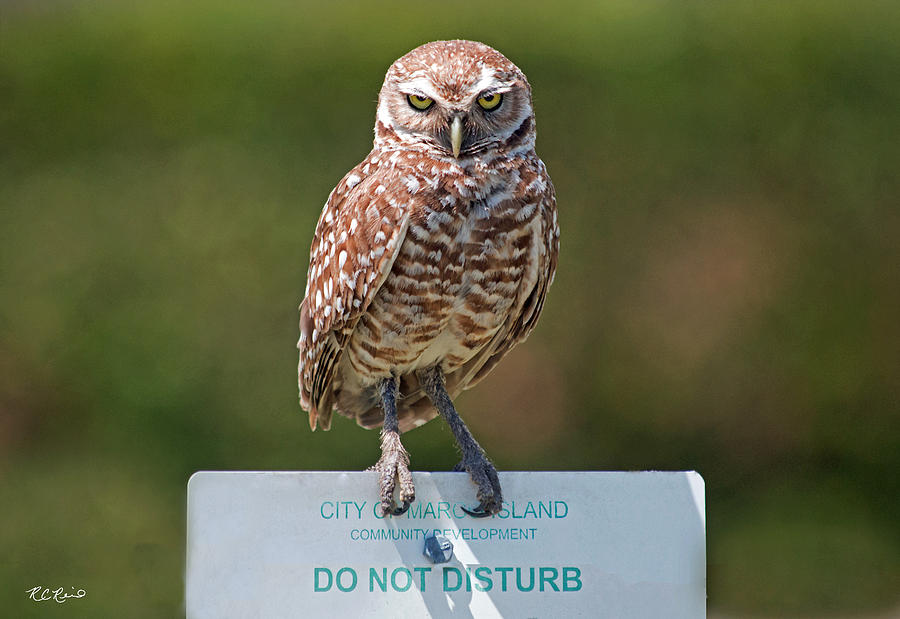 Marco Burrowing Owl - Do Not Disturb Photograph by Ronald Reid