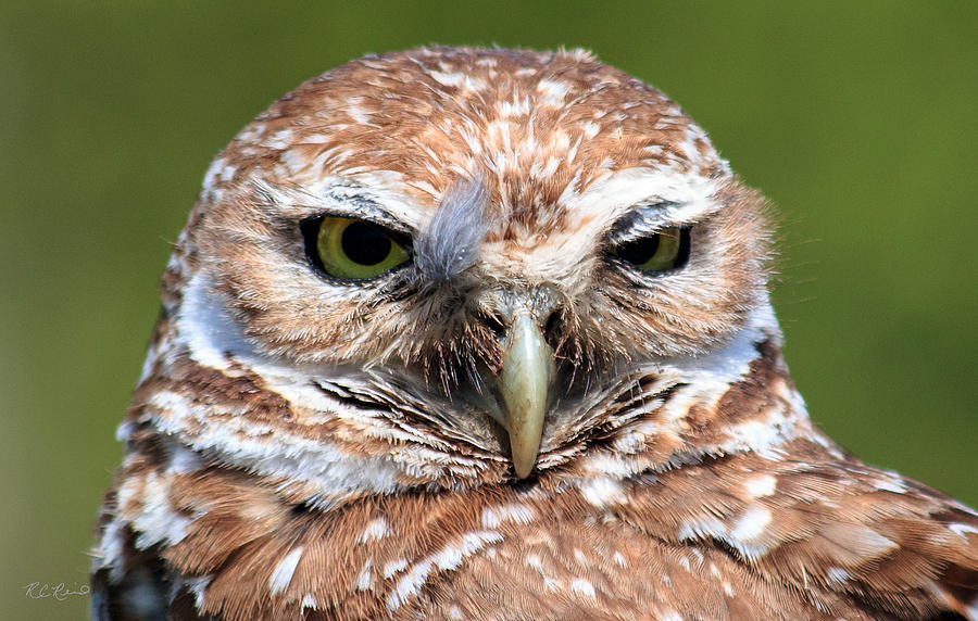 Marco Burrowing Owl - I Know What Youre Thinking Photograph by Ronald Reid