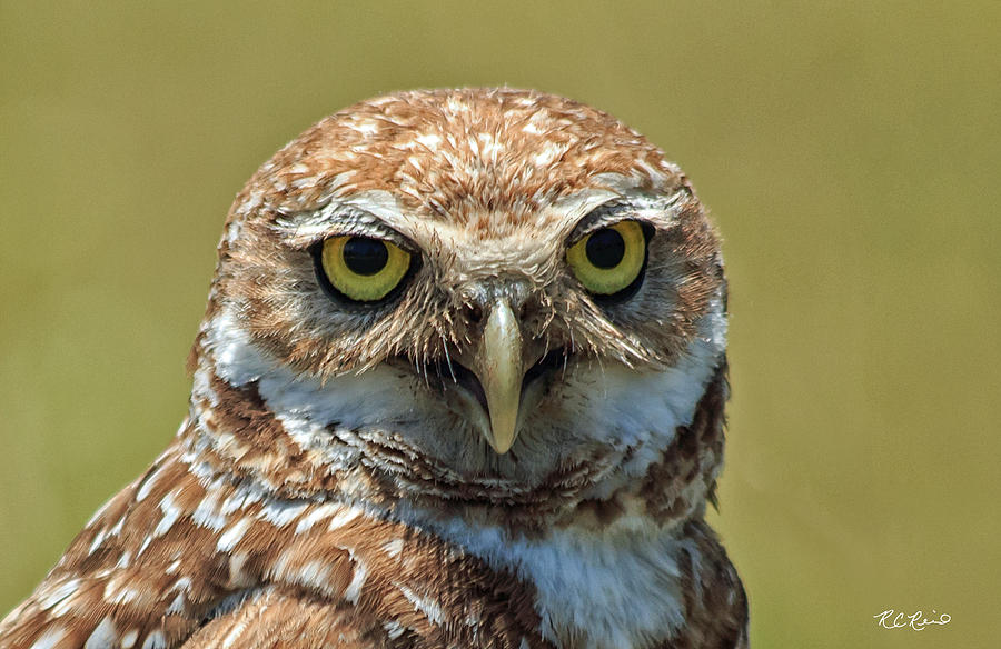 Marco Island Burrowing Owls - Heres Looking at You Photograph by Ronald Reid