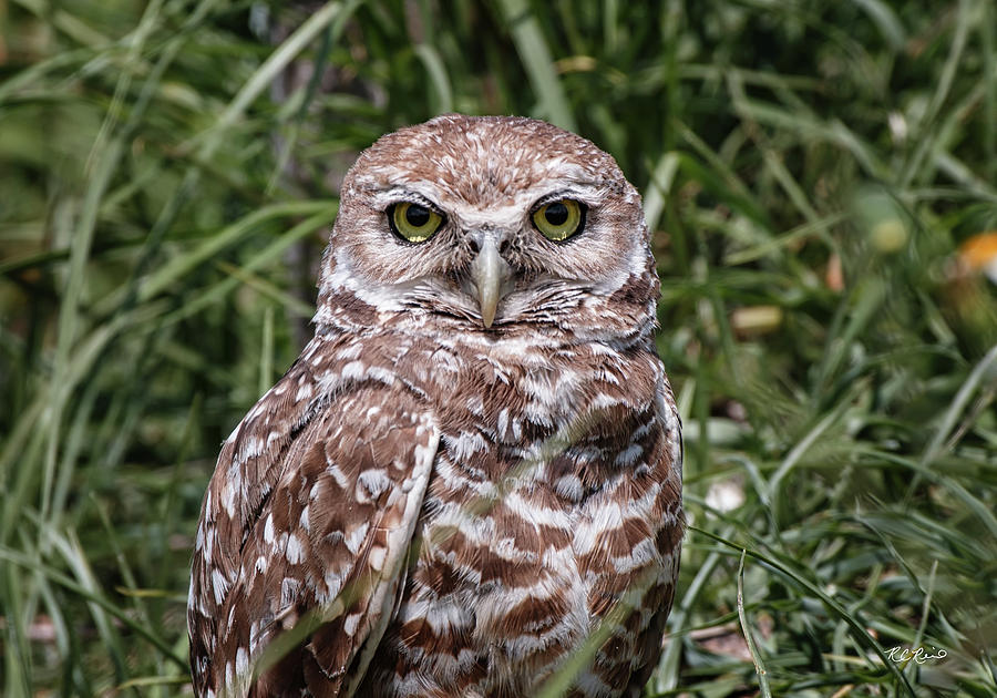 Marco Island Burrowing Owls - Portrait Photograph by Ronald Reid