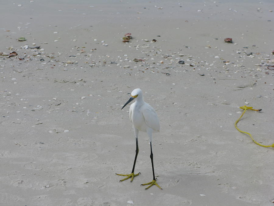 Marco Island Fl Beach Bird - 