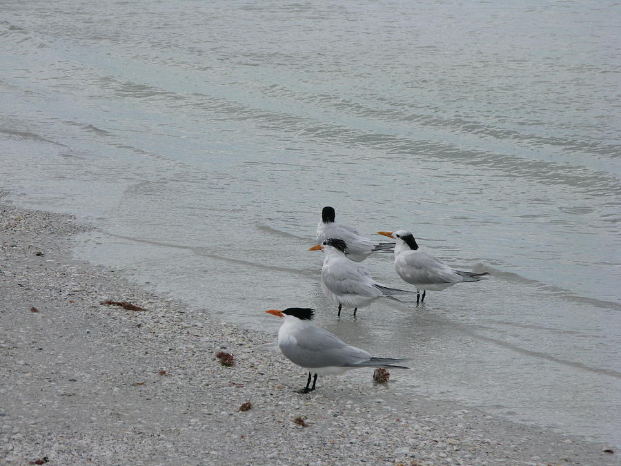 Marco Island Fl Beach Birds - 