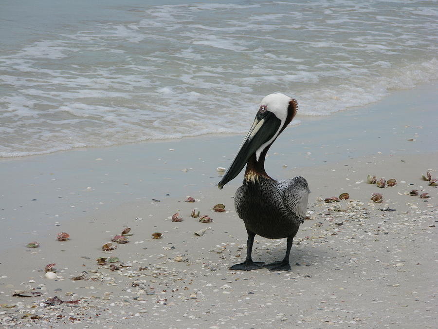 Marco Island FL Pelican by Arthur English Marco Island FL Pelican by Arthur English