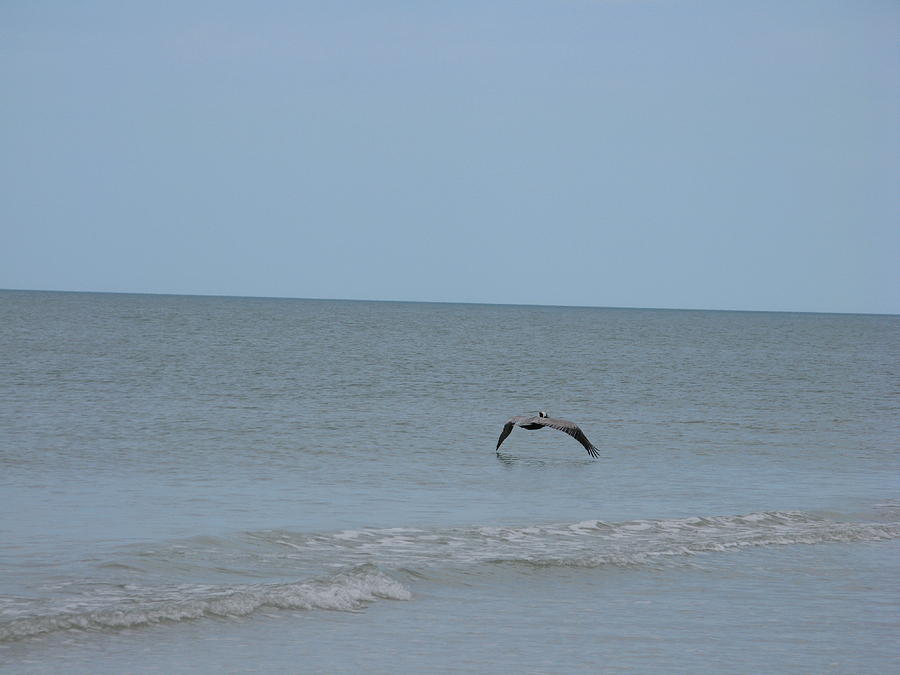 Marco Island Flying Pelican Photograph by Arthur English - Fine Art America