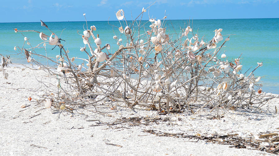 Marco Island Shell Tree Photograph by Benjamin Andersen