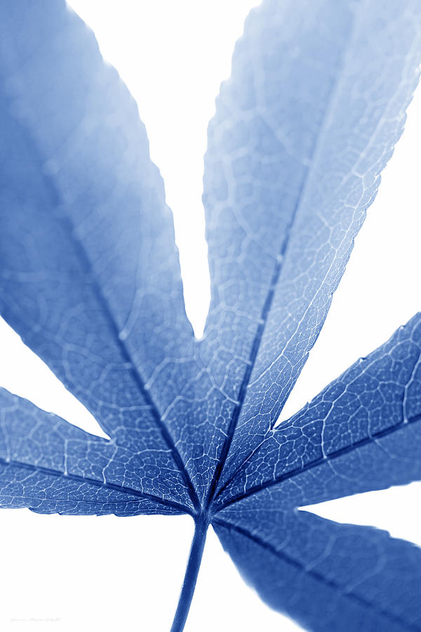 Nature Photograph - Marco Leaf Blue Vertical by Jennie Marie Schell